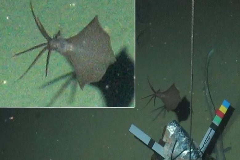 Учёные нашли кальмара на рекордной глубине
